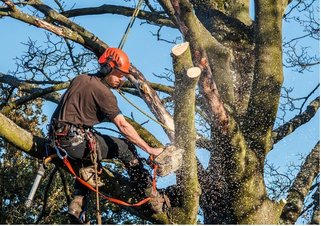 Baumpflege Baumschnitt Ratingen
